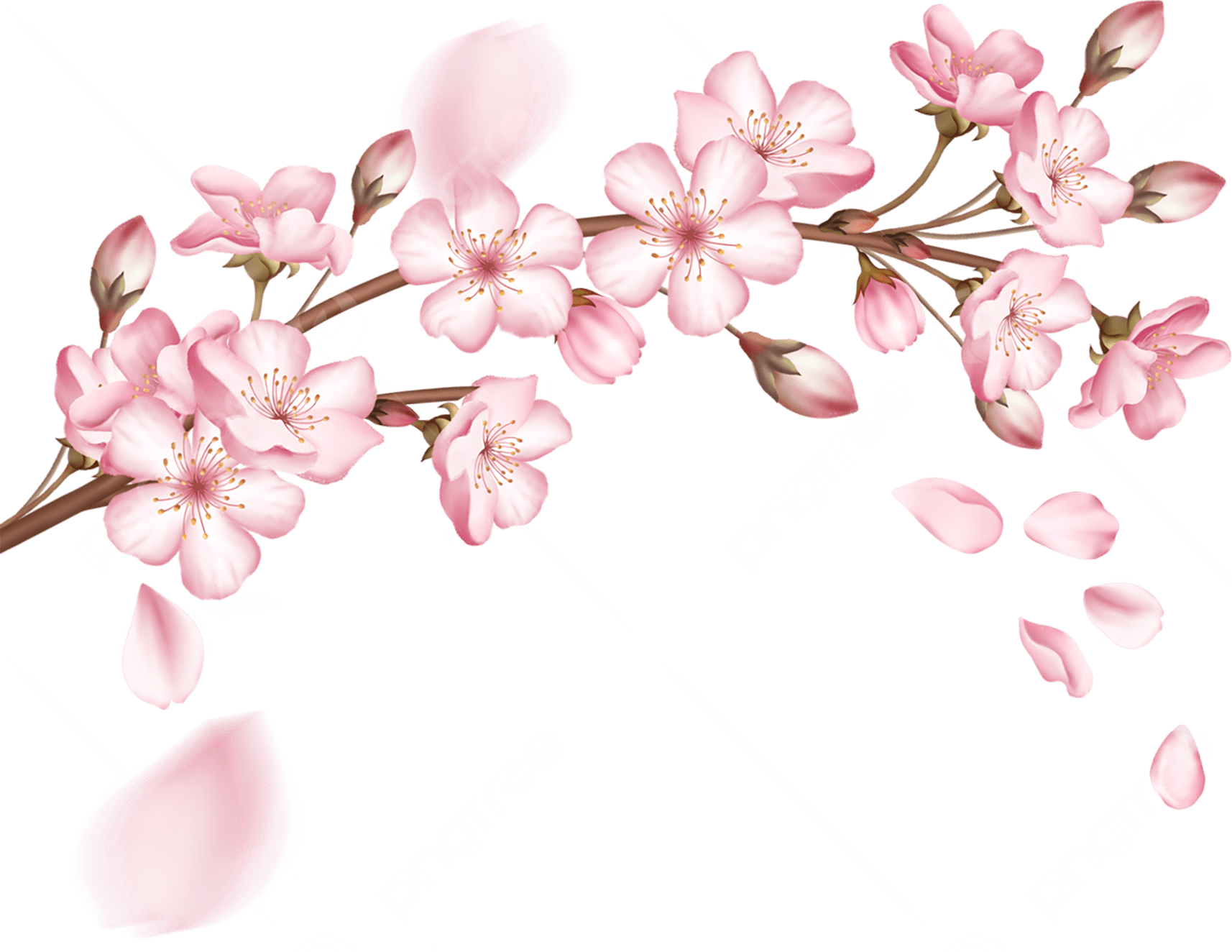 flor-de-cerezo-separador-min